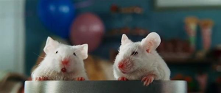Illustration for article titled University of Texas Doesn't Know Where its Brains are